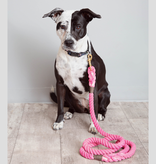 Cotton Rope Leash - Poolside Pink